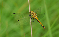 Black Darter (Female, Sympetrum danae)